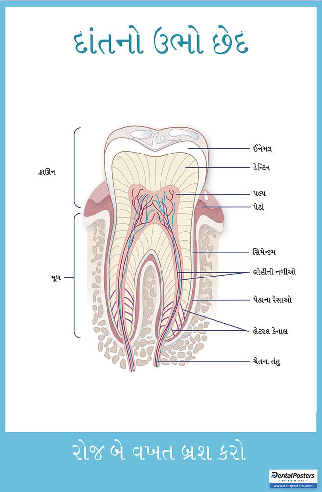 Gujarati dental anatomy poster showing a labelled cross section of a tooth