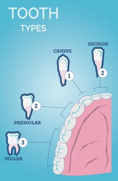 Types of teeth canine incisor premolar and molar educational poster
